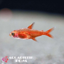 Feuersalmler / Funkensalmler, Hyphessobrycon amandae XL